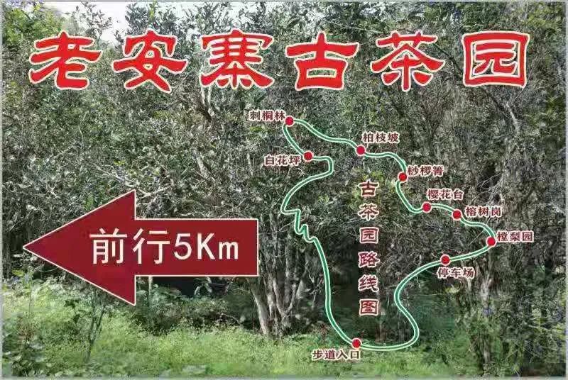 2023年普洱老安寨古樹春茶品質(zhì)如何？
