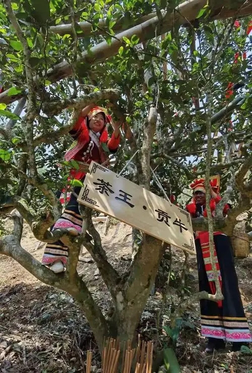 2023年普洱老安寨古樹春茶多少一公斤？