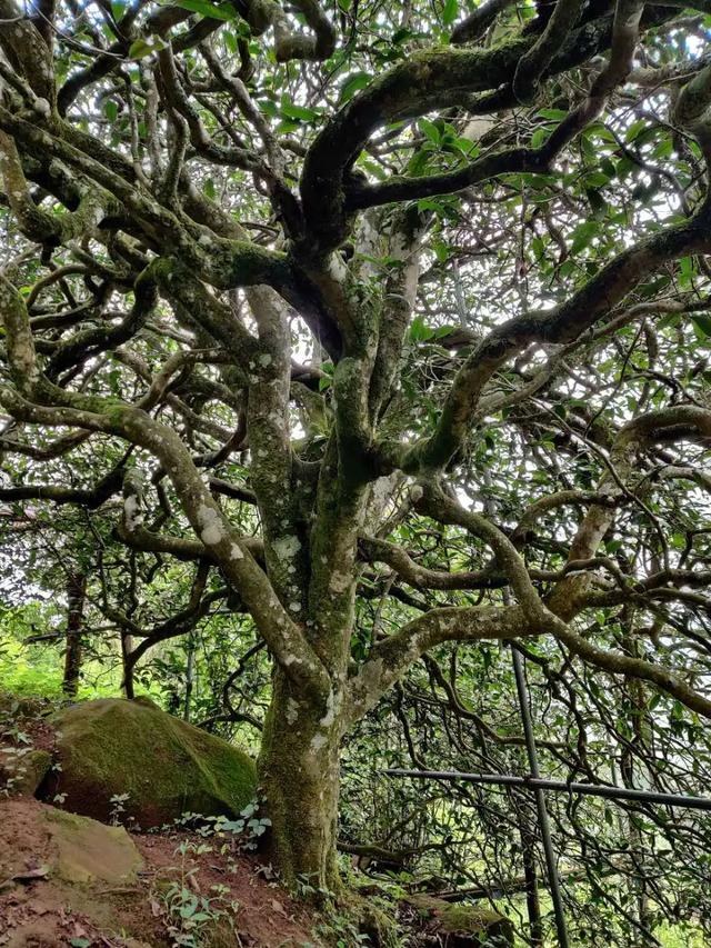 2023年千家寨古樹(shù)春茶品質(zhì)如何？