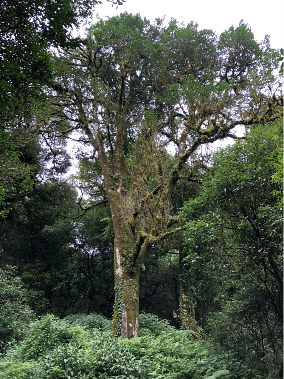 2023年千家寨古樹春茶價(jià)格是多少？