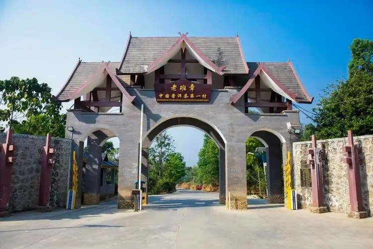 2024年老班章古樹春茶口感是什么？