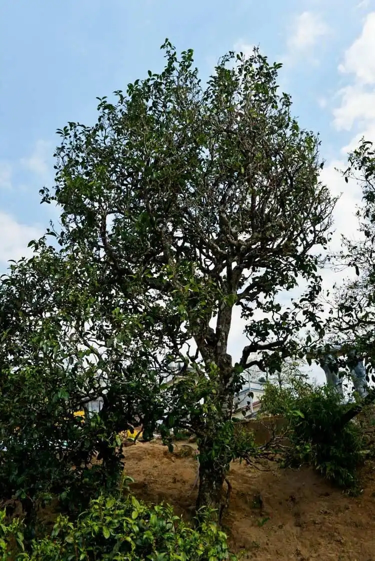 2024年冰島老寨古樹春茶口感是什么？