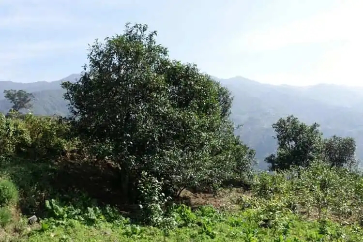 2024年冰島老寨古樹春茶特點是什么？