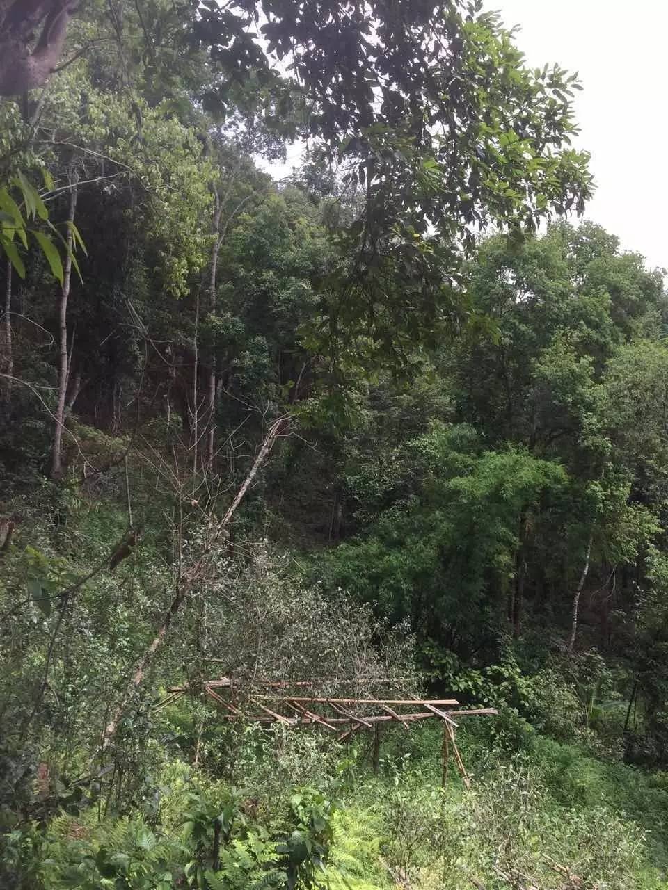 2024年曼松古樹(shù)春茶特點(diǎn)是什么？