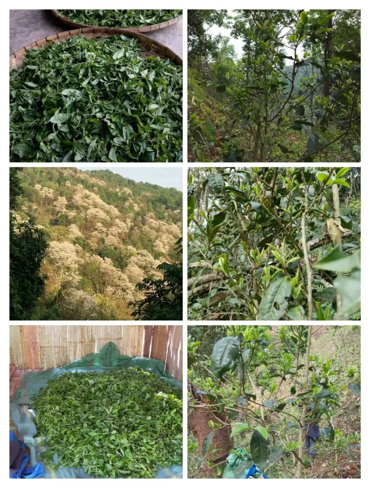 2024年曼松古樹春茶價格是多少？