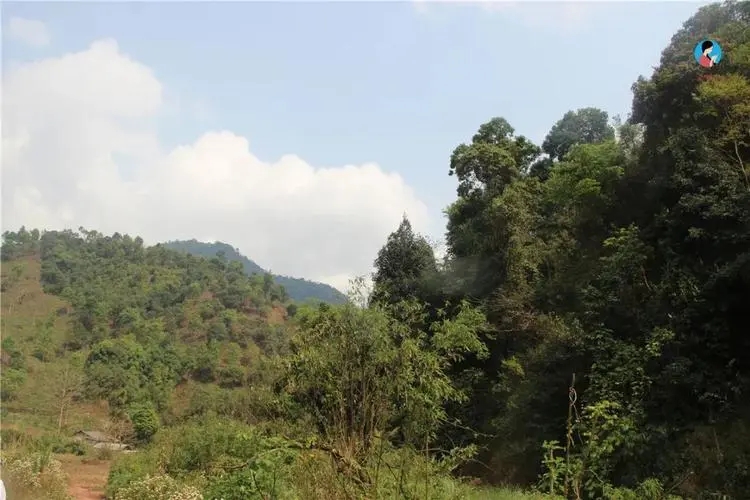 2024年薄荷塘古樹春茶品質(zhì)怎么樣？