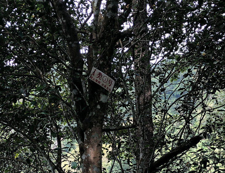 2024年薄荷塘古樹春茶多少錢一公斤？