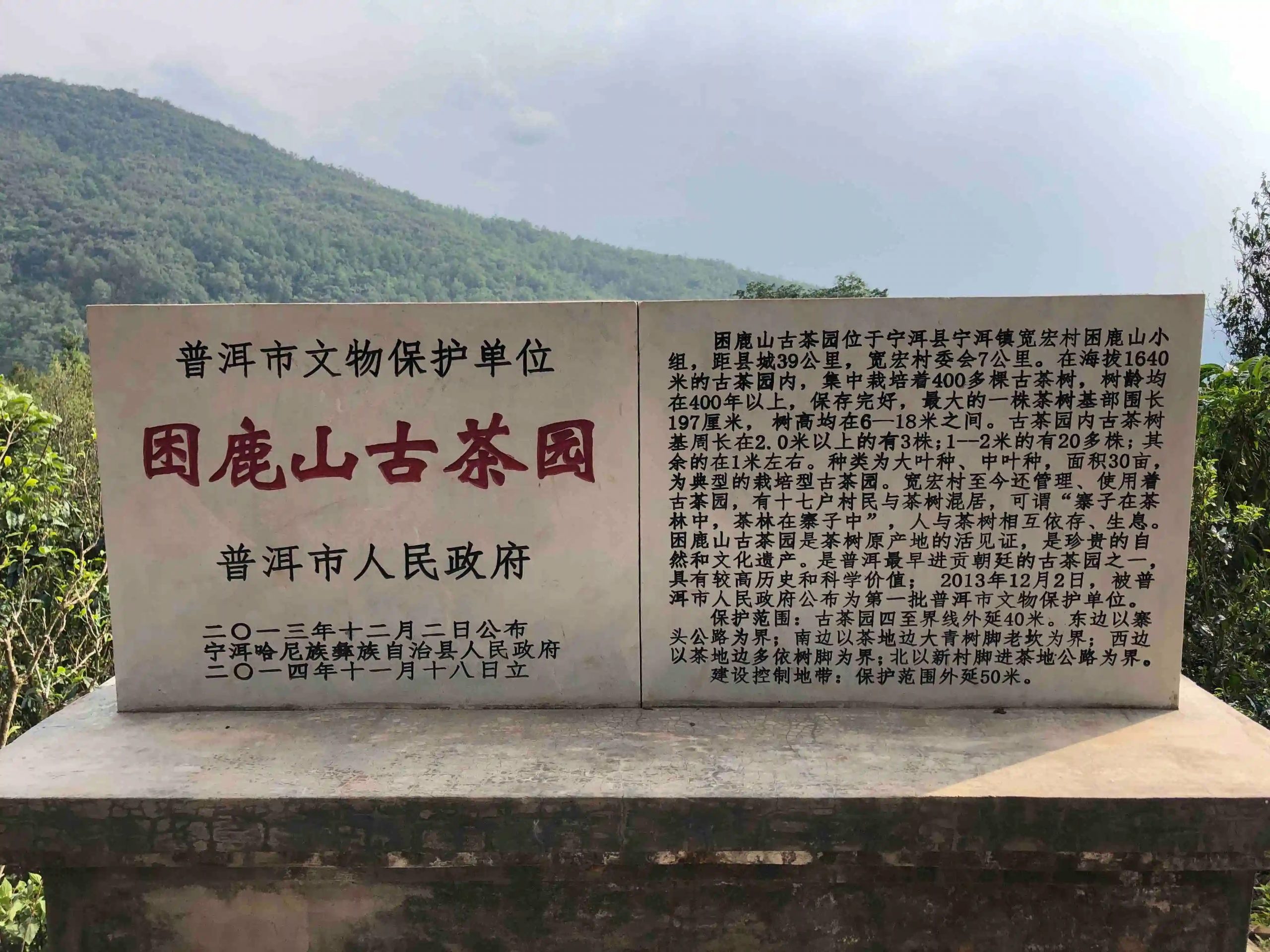 2024年困鹿山古樹春茶品質(zhì)怎么樣？