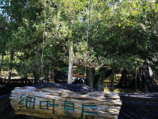 2024年困鹿山古樹春茶口感如何？