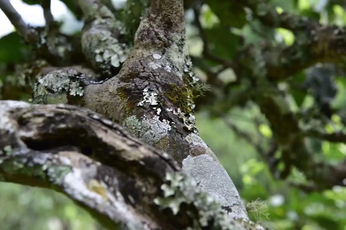 2024年迷帝古樹春茶多少錢一公斤？