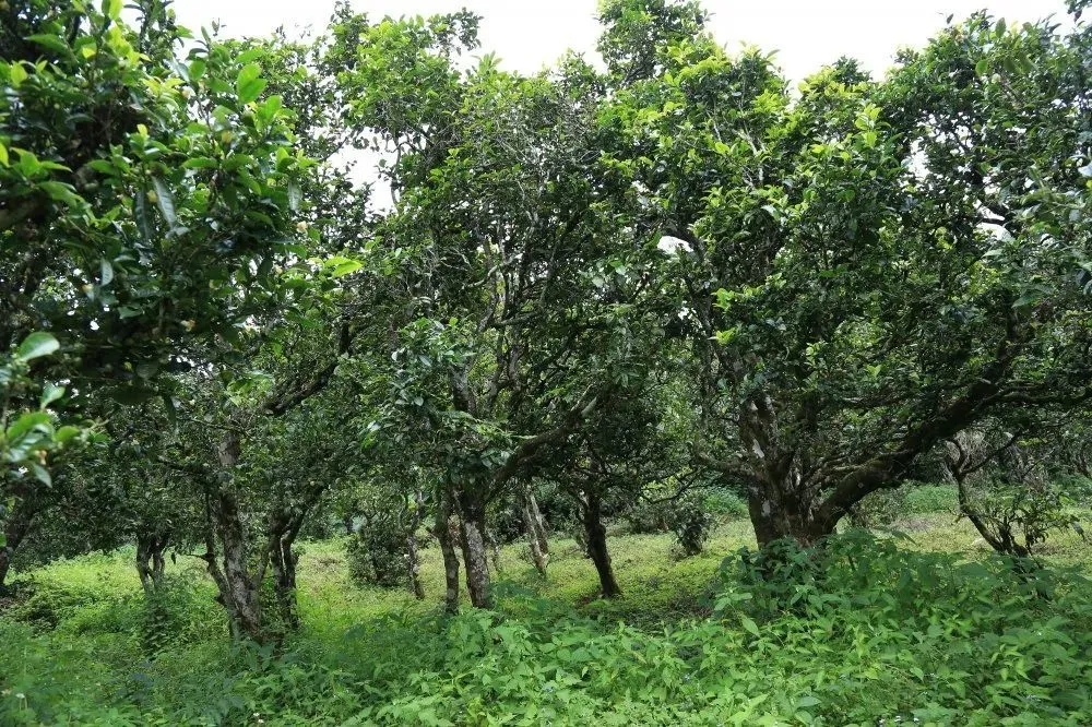 2024年昔歸古樹春茶價格是多少？