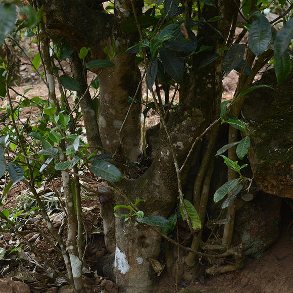 2024年磨烈古樹春茶口感怎么樣？