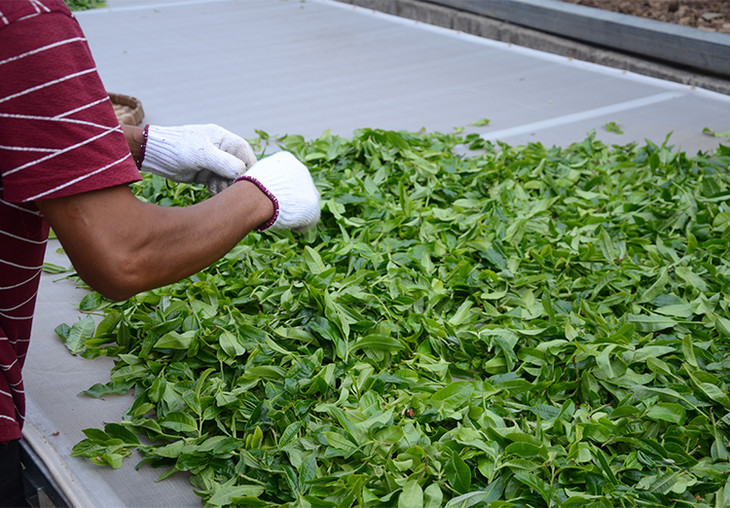 2024年磨烈古樹春茶特點是什么？