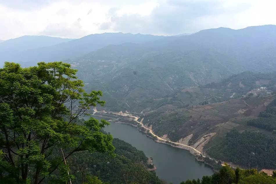 2024年磨烈古樹春茶多少錢一公斤？