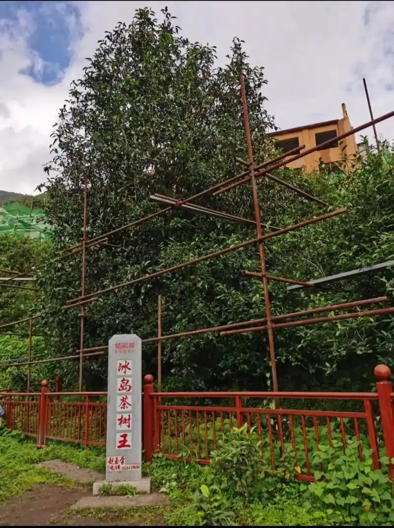 冰島老寨詳細介紹口感！