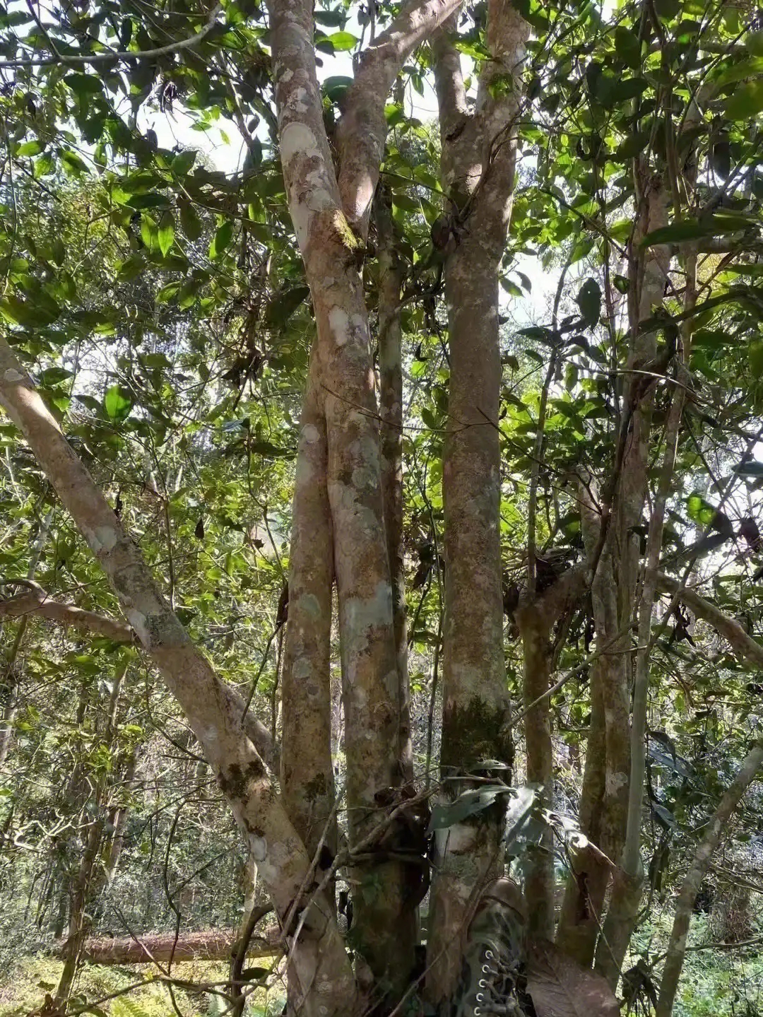 【薄荷塘】普洱茶為什么叫高桿茶？