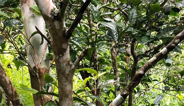 2025年易武古樹春茶品質(zhì)怎么樣？