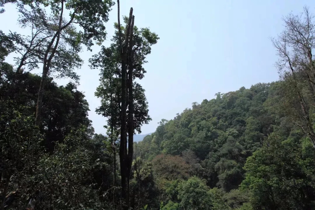 2025年易武古樹春茶多少錢一公斤？