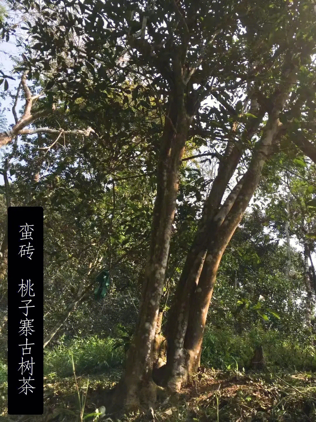 2025年蠻磚古樹春茶口感怎么樣？