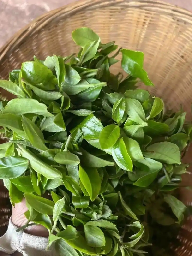 溯源倚邦中小葉種