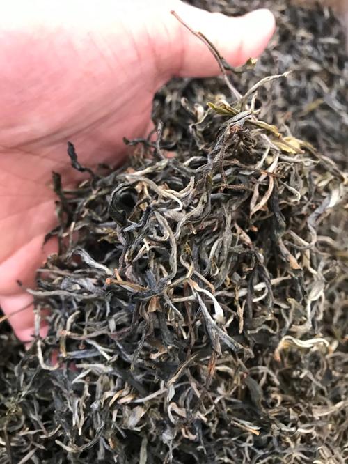 倚邦 | 兩朝貢茶，六山香魁